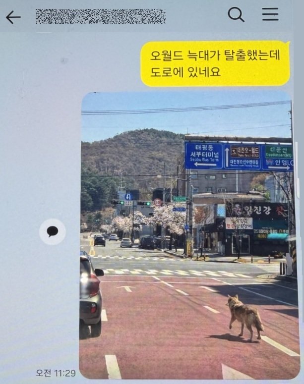 AI로 ‘가짜 늑구’ 사진 만들어 유포한 40대 검거…“재미로 그랬다”