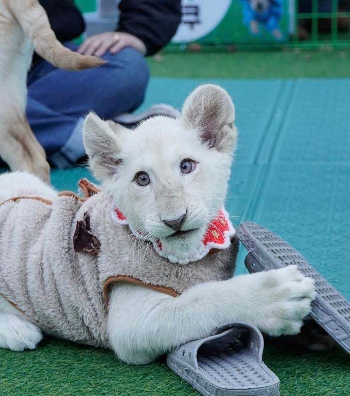 Baby White Lion 'Bom-i' Dies; Inbreeding Criticized