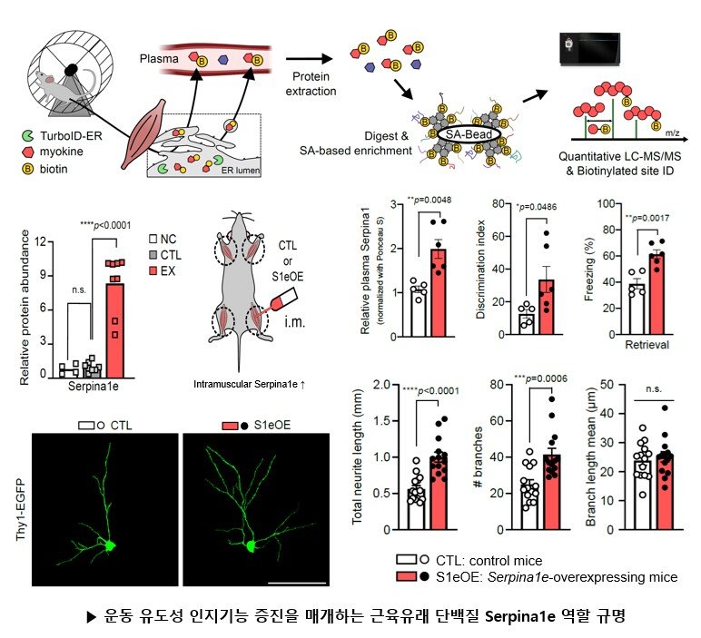 운동 안 해도 뇌 젊어지는 단백질, 국내 연구진이 찾았다