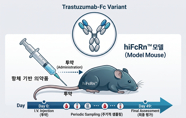 사람의 항체 재순환 시스템을 모사한 인간화 FcRn 모델(hiFcRn™)에서 항체 기반 의약품의 지속성 평가 시험을 수행하는 절차를 설명하는 모식도. 사진제공=잼크로