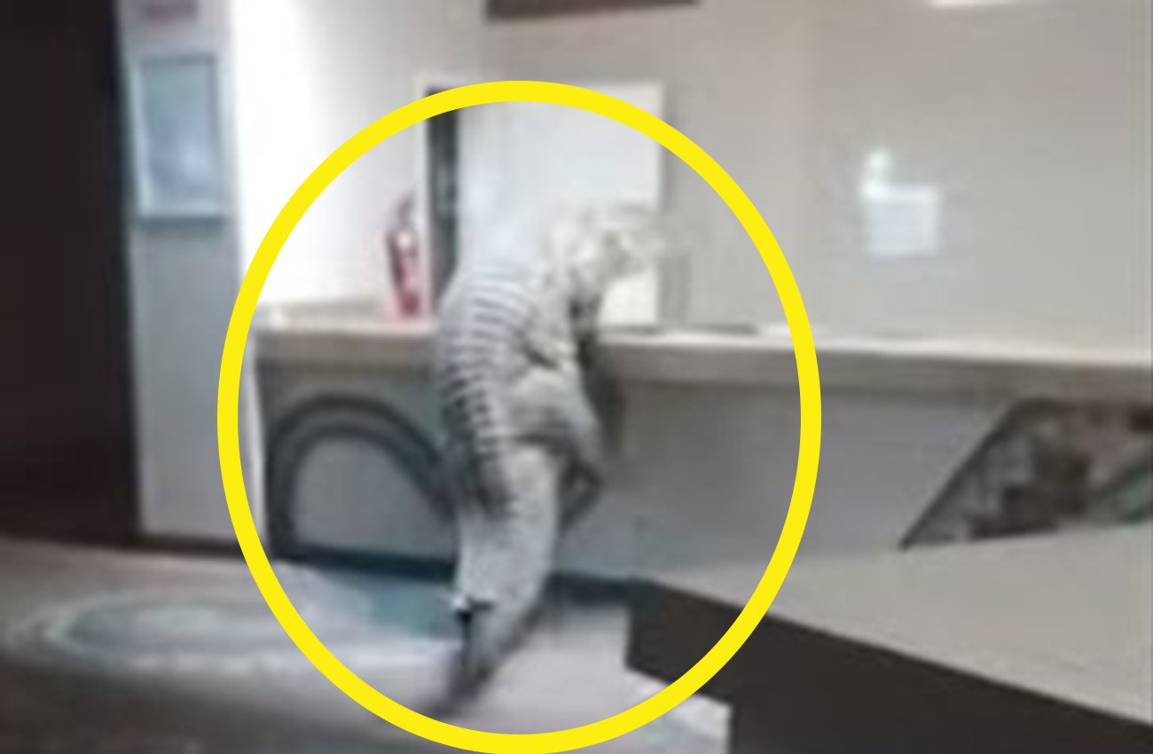 “투숙객인 줄”…아프리카 호텔에 3.6m 악어가 나타났다