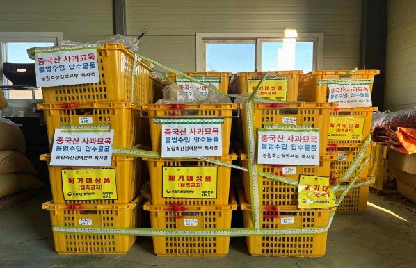 사과묘목 압수 현장. 사진=농림축산검역본부 제공
