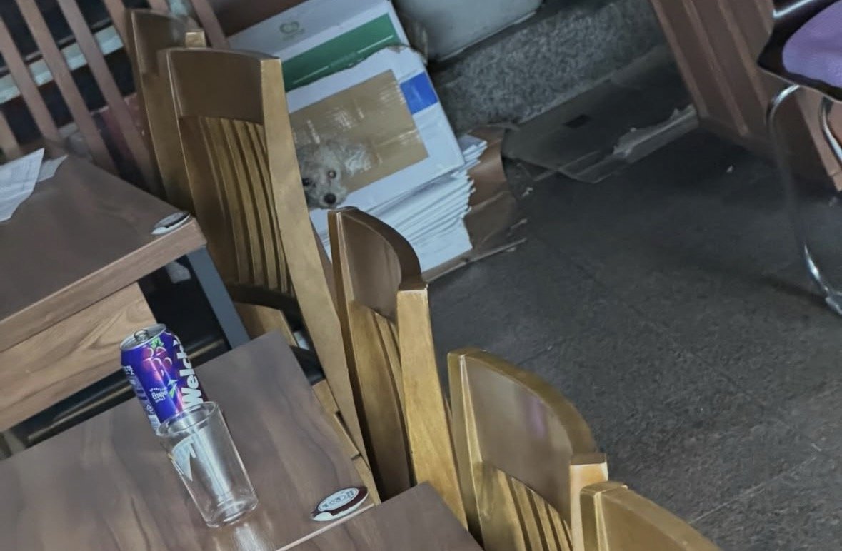 서울 용산구의 한 횟집에 노견이 방치돼있다는 논란이 일었다. 인스타그램 캡처
