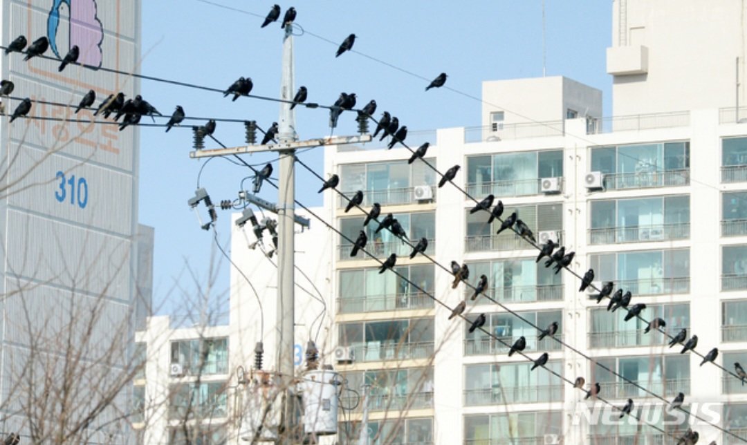 인천 계산동 학교·상가, 44분간 정전…“까치집 합선”
