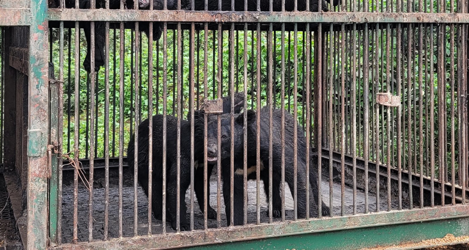 여주 곰 사육농장서 불법 증식 의혹…경찰, 농장주 입건