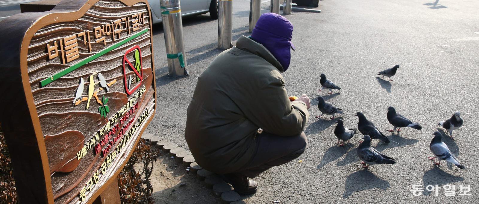 서울역 광장 비둘기 먹이 금지 위반