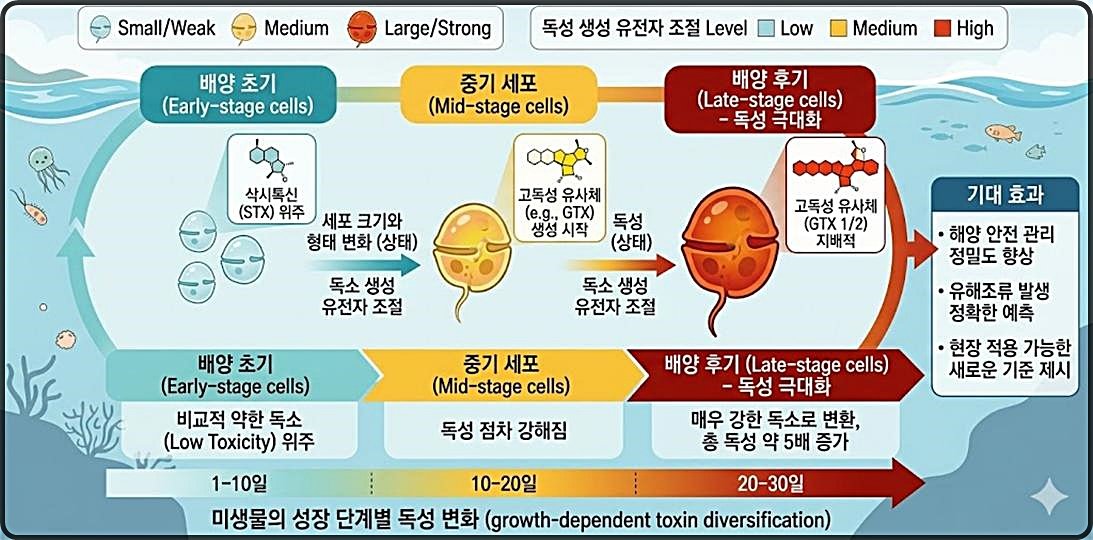 “바다 독성 미생물, 성장과정 추적해야…후기에 독성 최대 5배 높아”
