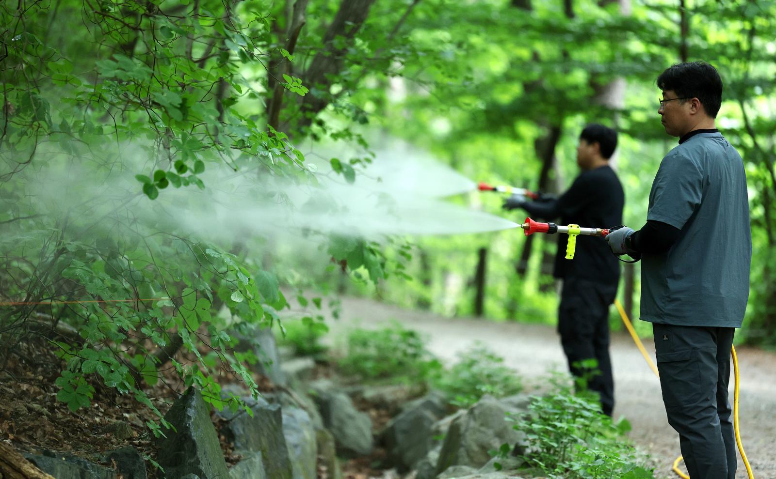 올여름도 ‘러브버그 공포’…“수도권 곳곳 유충 집단 확인”