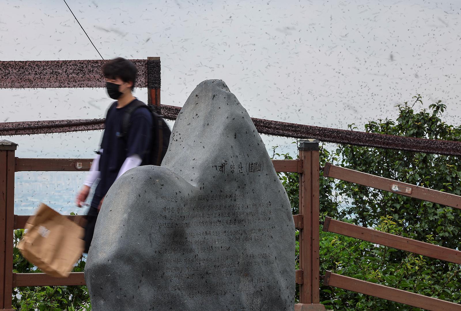 지난해 인천 계양구 계양산 정상에 붉은등우단털파리(러브버그) 무리가 대량 출몰해 등산객들이 불편을 겪고 있는 모습. 2025.6.30 ⓒ뉴스1