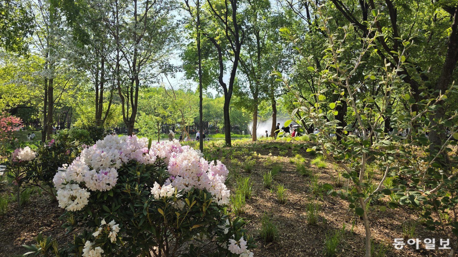 만병초 꽃이 만개한 삼표그룹 기업정원.