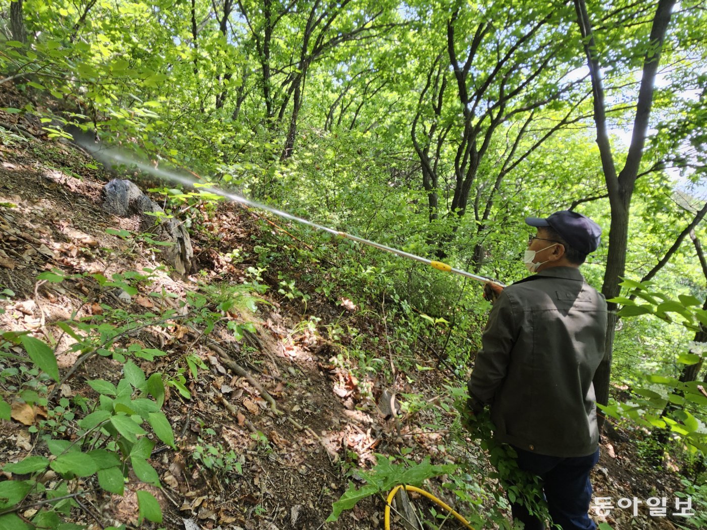 6일 인천 계양산에서 삼육대와 국립생물자원관 연구진이 러브버그(붉은등우단털파리) 유충에 선택적으로 작용하는 미생물 살충액을 살포하고 있다. 
인천=공승배 기자 ksb@donga.com