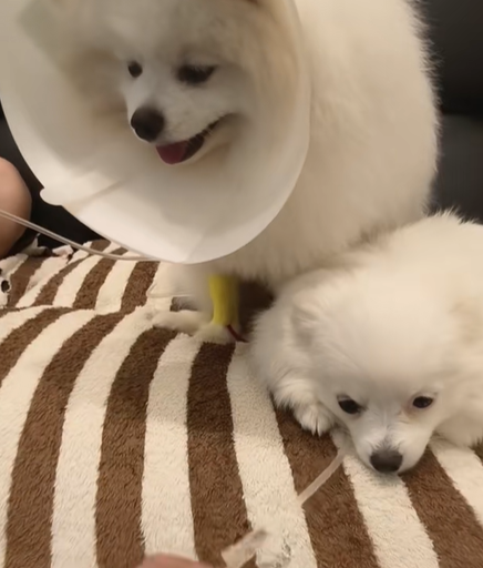 애완견 2마리 위장에 640만원어치 금이…무슨 일?