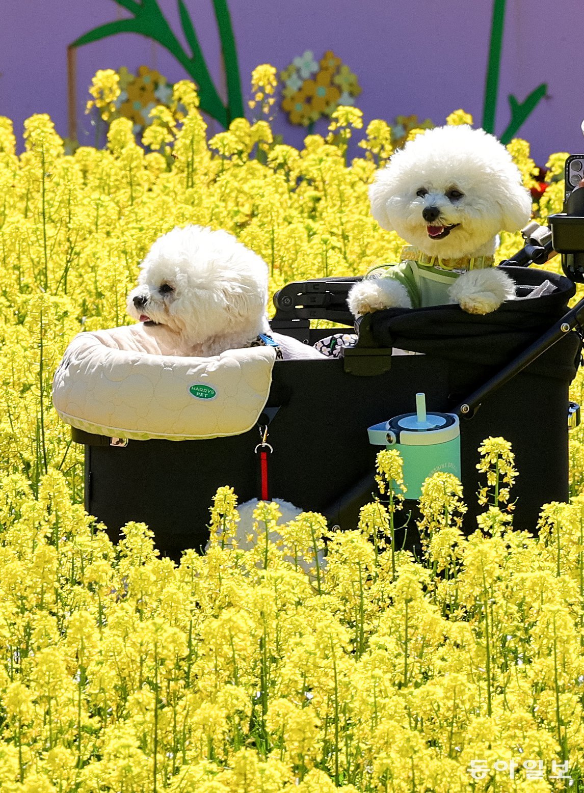 [고양이 눈]“엄마, 또 놀러와요”