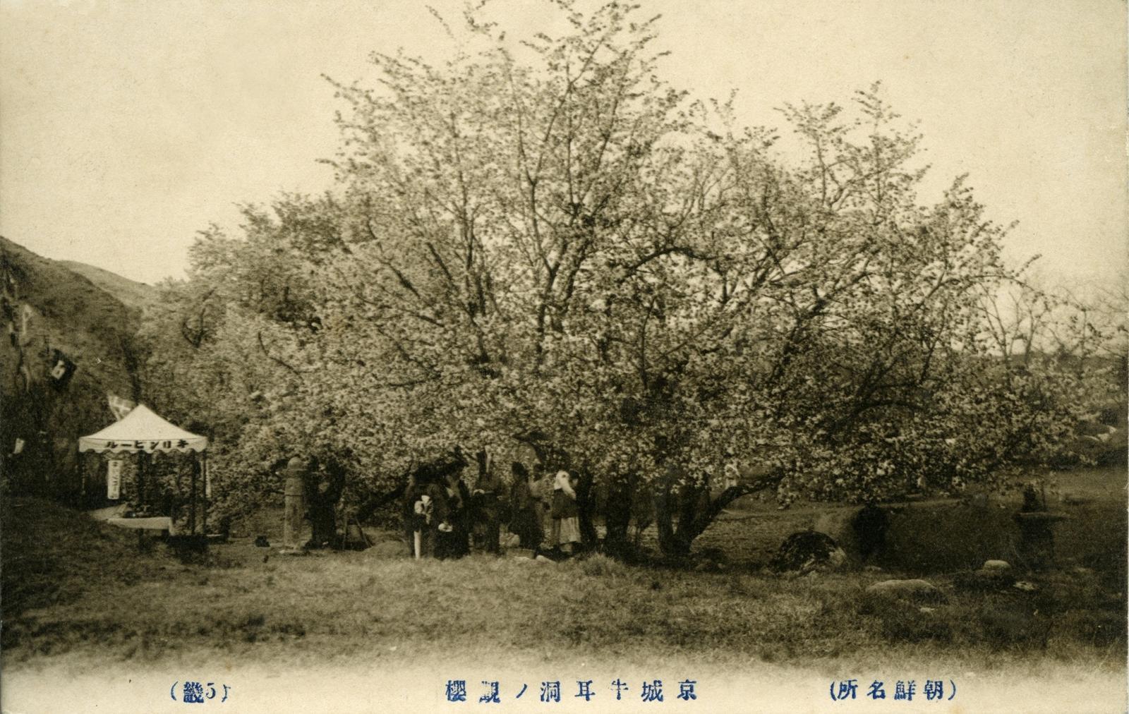1910년대 발행된 것으로 추정되는 사진엽서에 담긴 우이동 벚꽃 풍경. 사진 출처 서울역사박물관