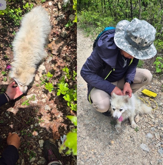 천황산 정상서 떠돌던 흰 강아지, 부부 품에서 ‘두부’ 됐다