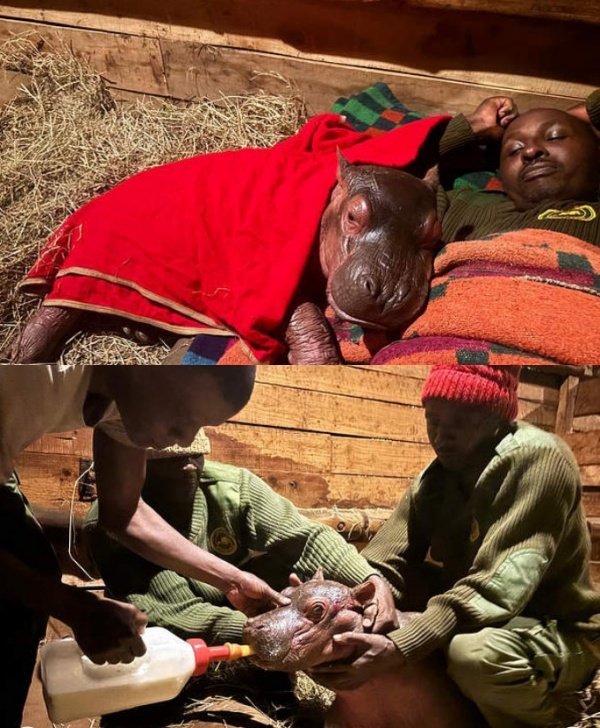 Sheldrick Wildlife Trust 홈페이지 갈무리