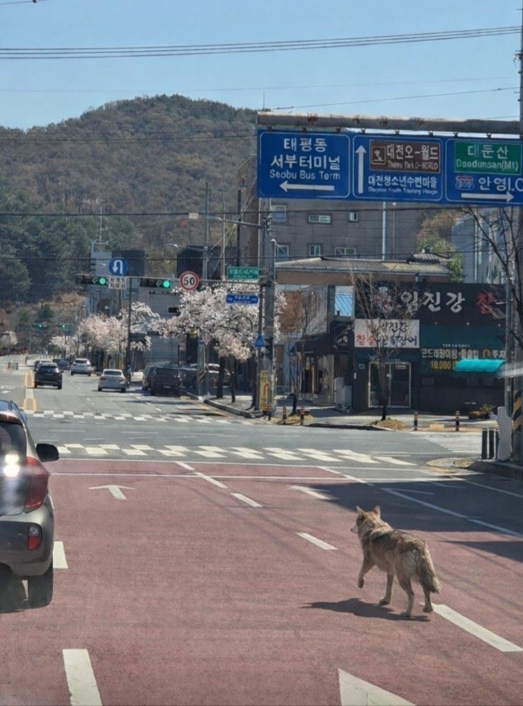 늑구가 오월드 동물원을 탈출한 8일 수색 당국에 제보된 가짜 사진(대전소방본부 제공. 재판매 및 DB금지)/ 뉴스1