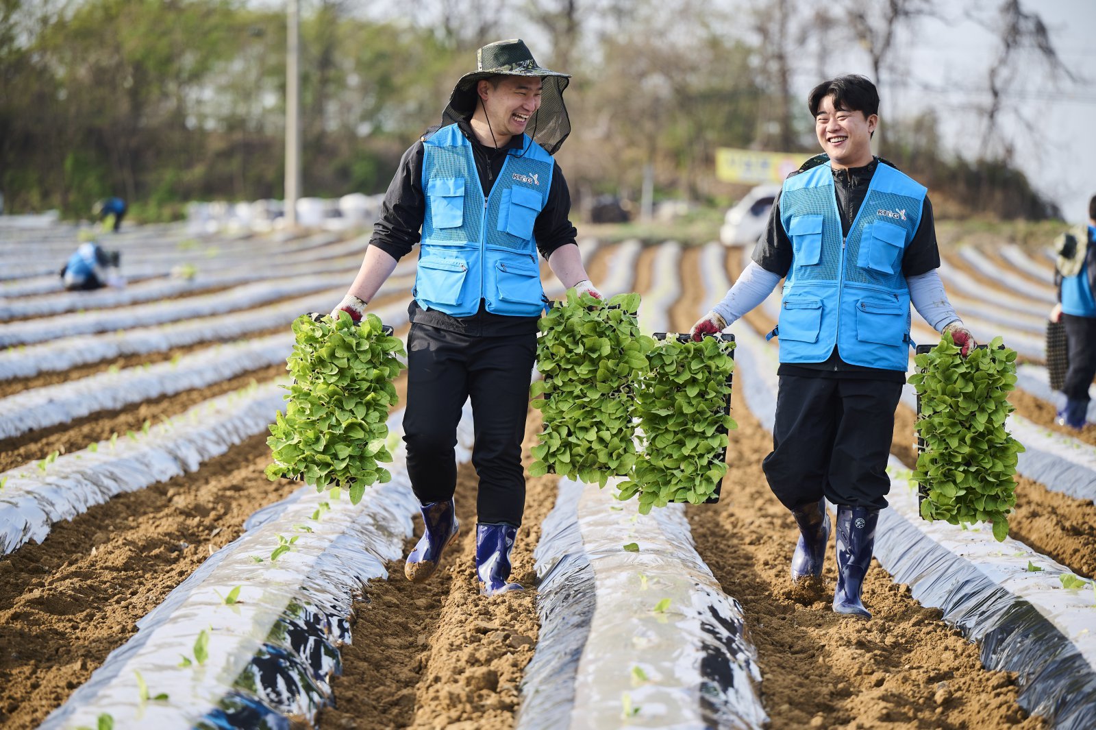 KT&G 임직원 봉사단이 지난달 15일 충청북도 진천군에 위치한 잎담배 농가에서 모종이식 봉사활동을 진행하는 모습