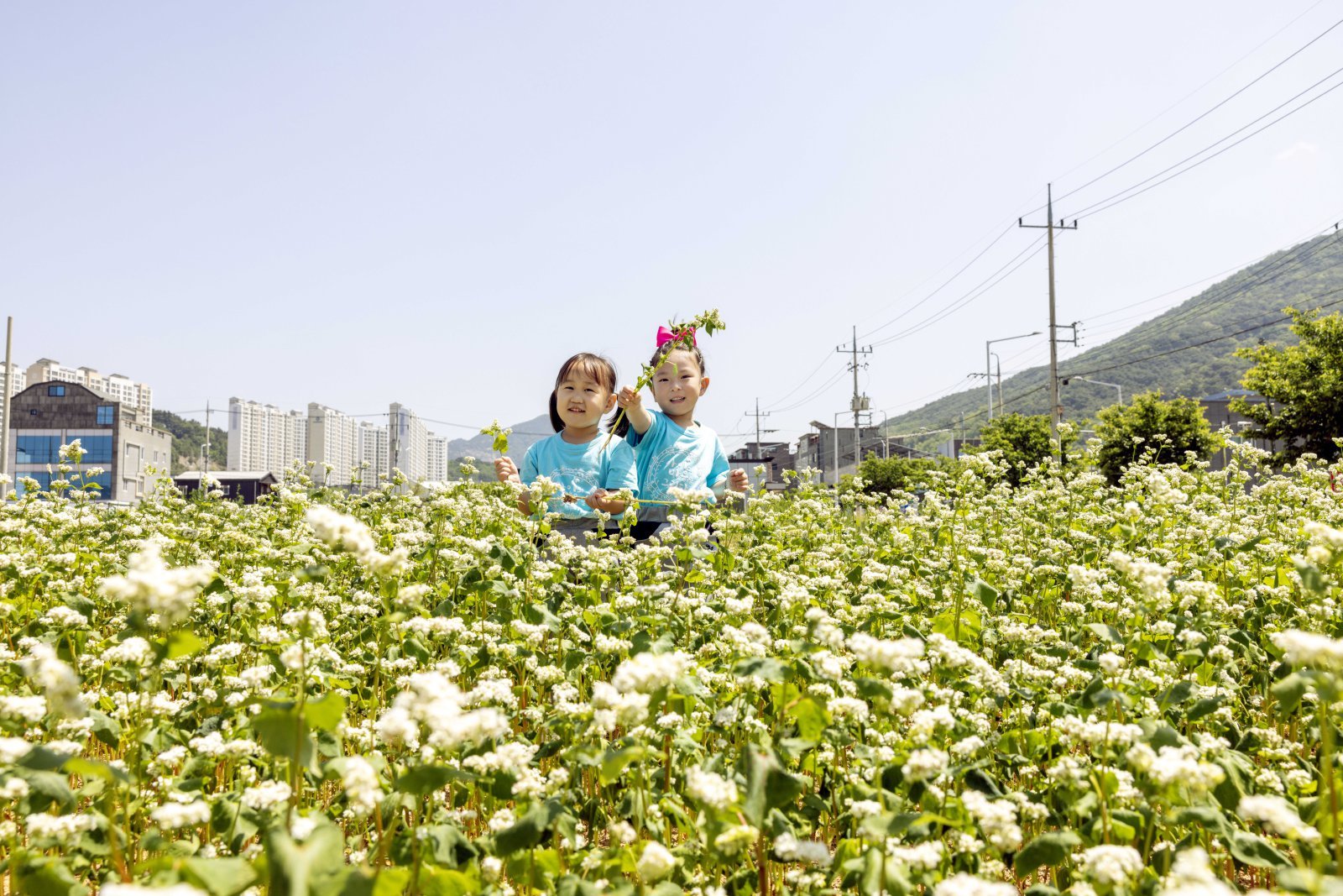 최근 경북 칠곡군 석적읍 남율지구에 조성된 메밀밭에서 아이들이 즐겁게 뛰어 놀고 있다. 칠곡군 제공
