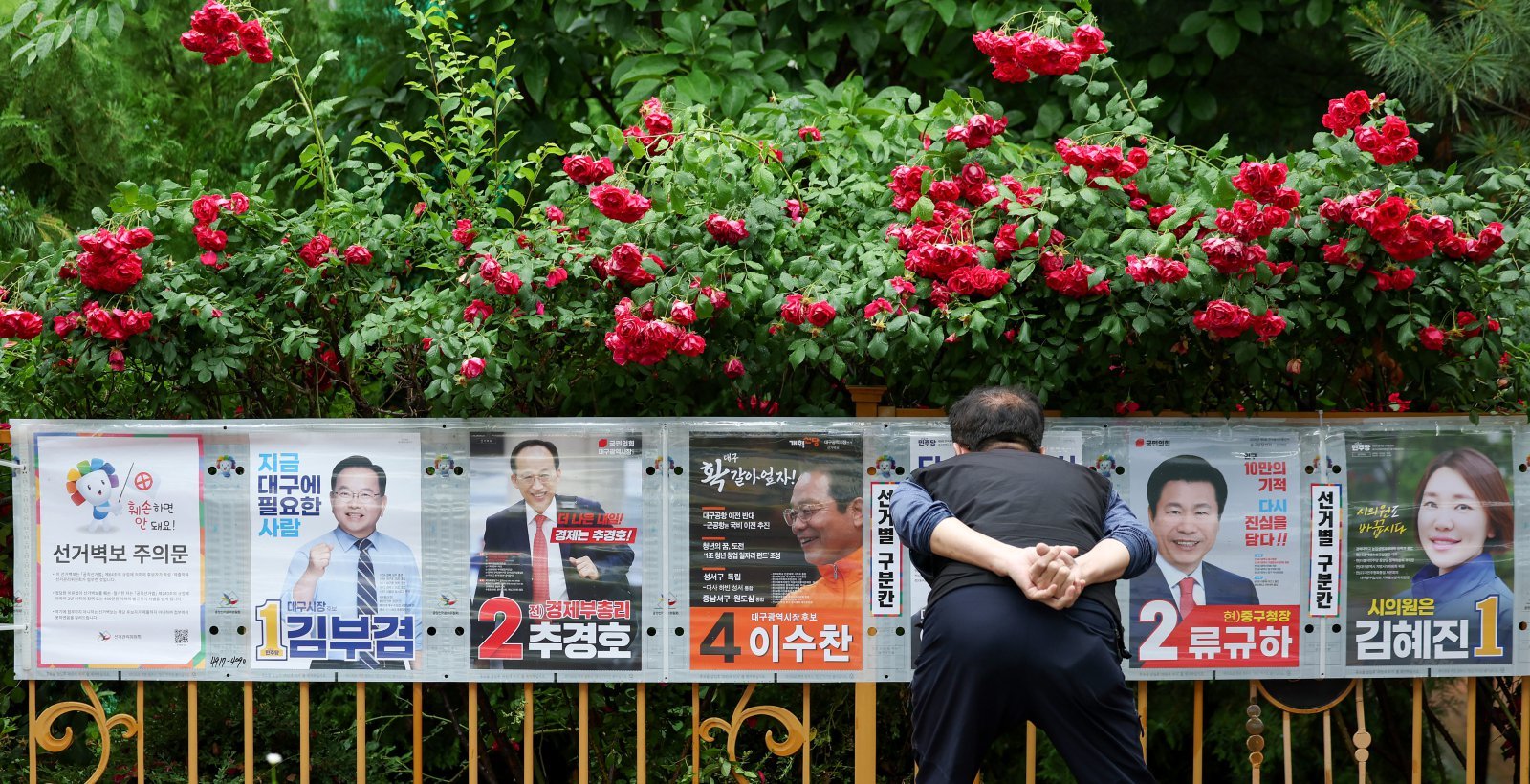 제9회 전국동시지방선거 공식 선거운동 첫날인 21일 오전 대구 중구 남산동의 한 아파트 담장 철망에 활짝 핀 장미꽃 아래로 선거 벽보가 붙어 있다. 2026.05.21. 대구=뉴시스