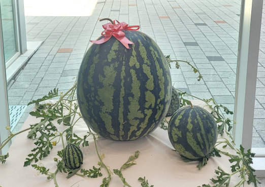 “이거 수박 맞아?”…창원에서 23.63㎏ 초대형 ‘슈퍼 수박’ 나와
