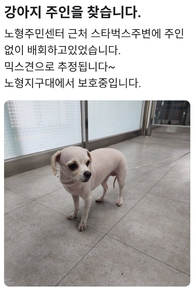경찰이 견주를 찾으려고 당근마켓에 게시한 글 (제주경찰청 제공)