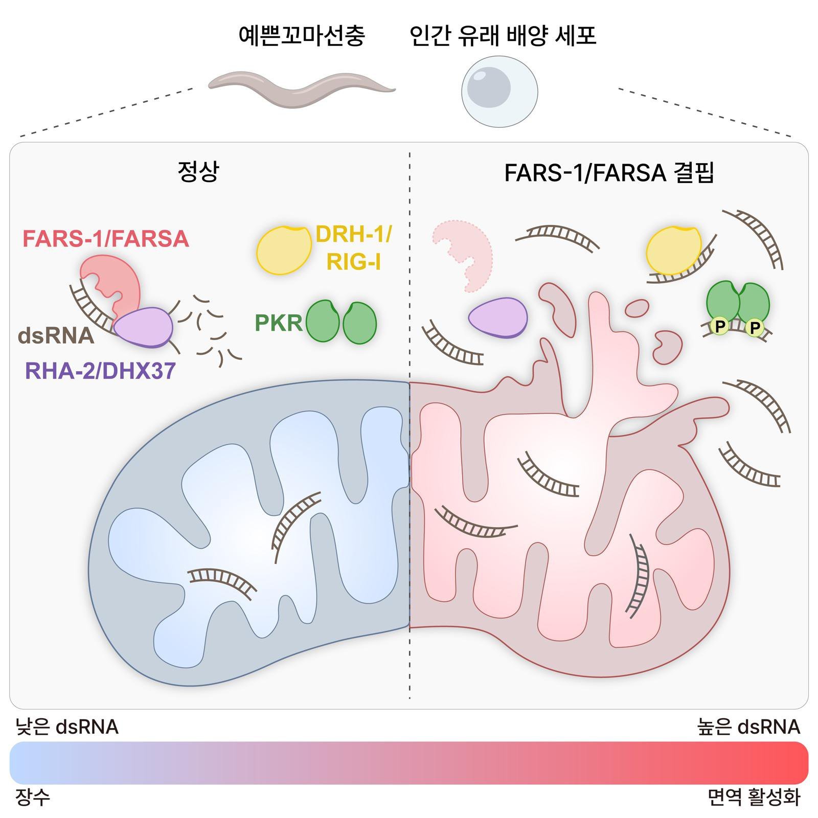 세포 속 ‘면역 경보’ 통제해 노화 늦춘다…KAIST, 억제 단백질 규명