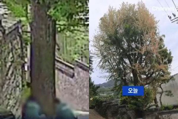 초여름 부암동 미술관 옆 은행나무 노랗게…제초제 주입, 왜?