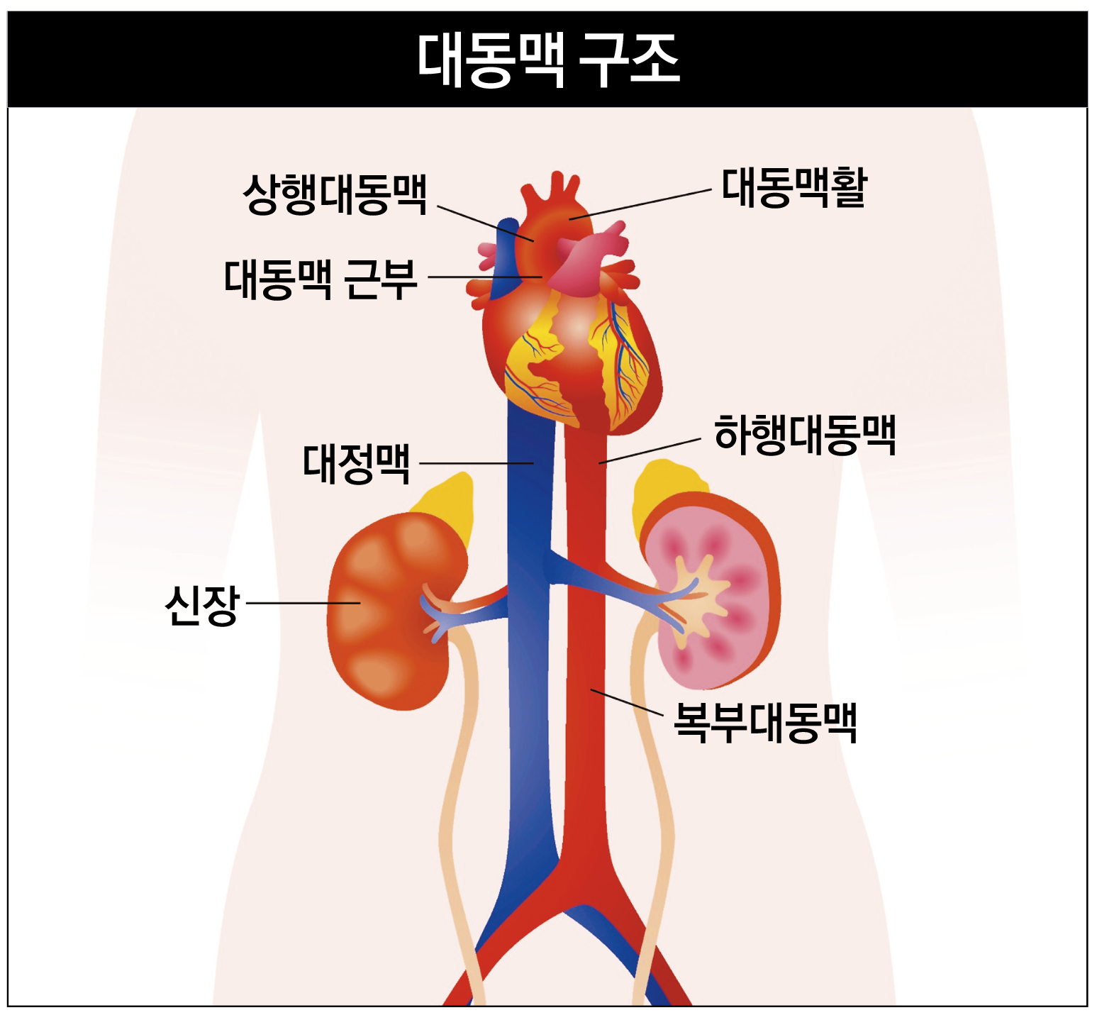 고려대학교의료원 제공