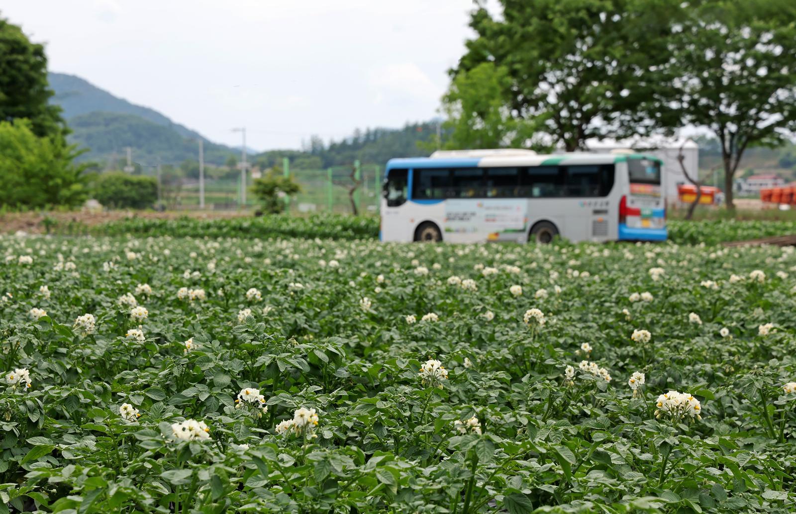 “감자도 꽃이 핀답니다”