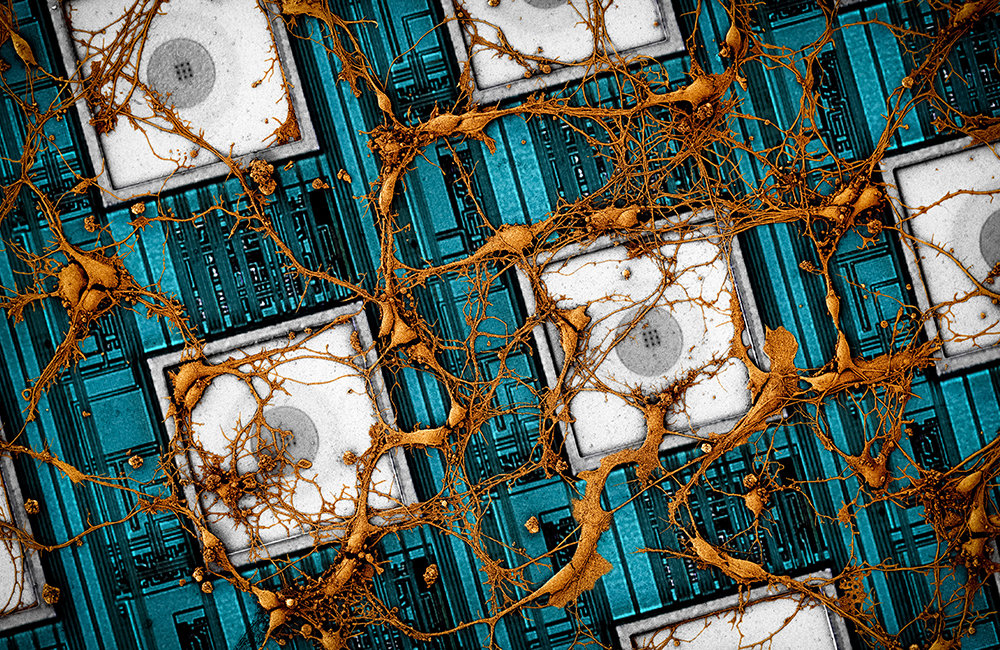 2021년 네이처 일렉트로닉스에 게재된 논문 ‘Neuromorphic electronics based on copying and pasting the brain’에 담긴 뉴로모픽 반도체 관련 이미지. 함돈희 하버드대 교수 제공