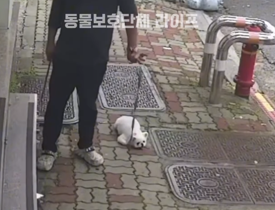 광주서 반려견 나뭇가지로 ‘퍽퍽’ …경찰 수사