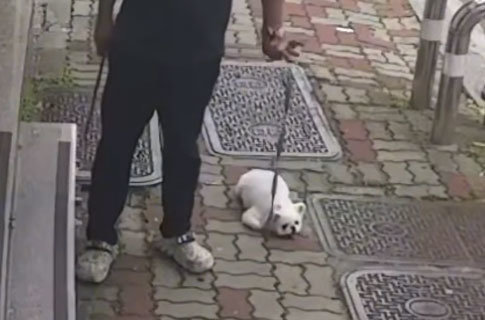 동물보호단체 라이프가 공개한 광주 소형견 학대 추정 영상 캡처. 라이프 인스타그램 갈무리