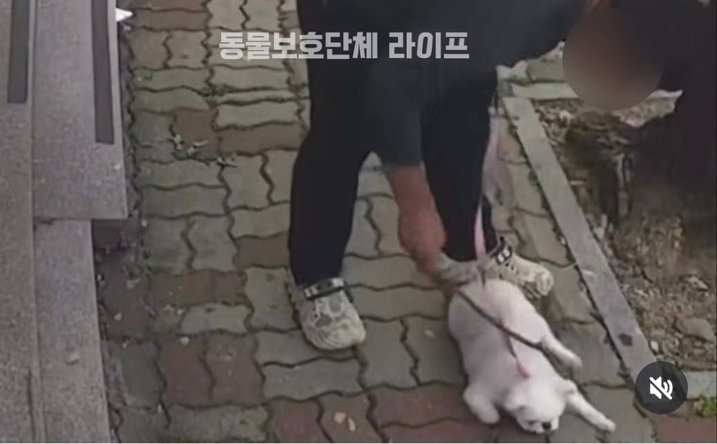 동물보호단체 라이프가 공개한 광주 소형견 학대 추정 영상 캡처. 라이프 SNS 캡처