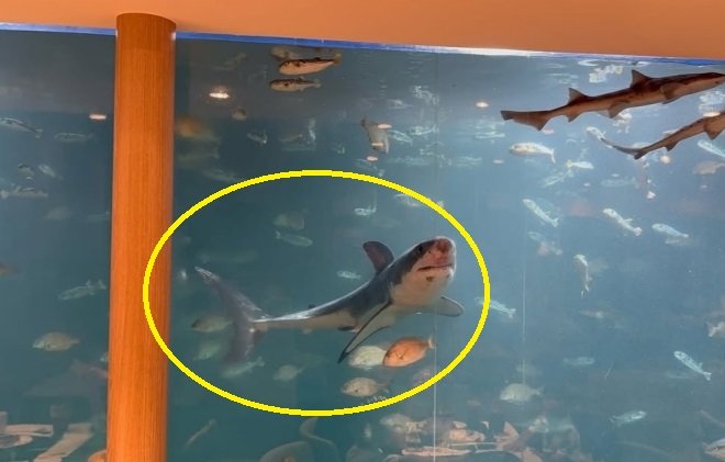 카페 수조에 멸종위기종 백상아리가…“보호하려 사왔다가 방류”
