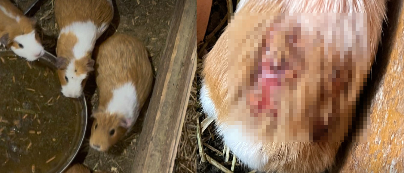 “동물 피부 뜯겨나간 채 방치”…‘학대 논란’ 벌어진 동물 전시 시설