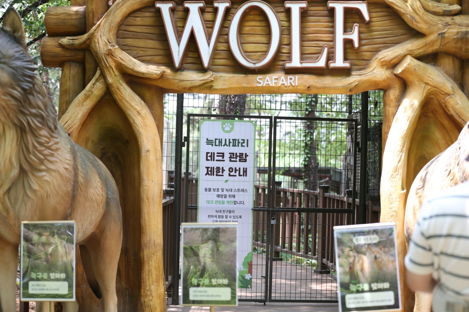 Escaped wolf's home reopens to crowds in Daejeon