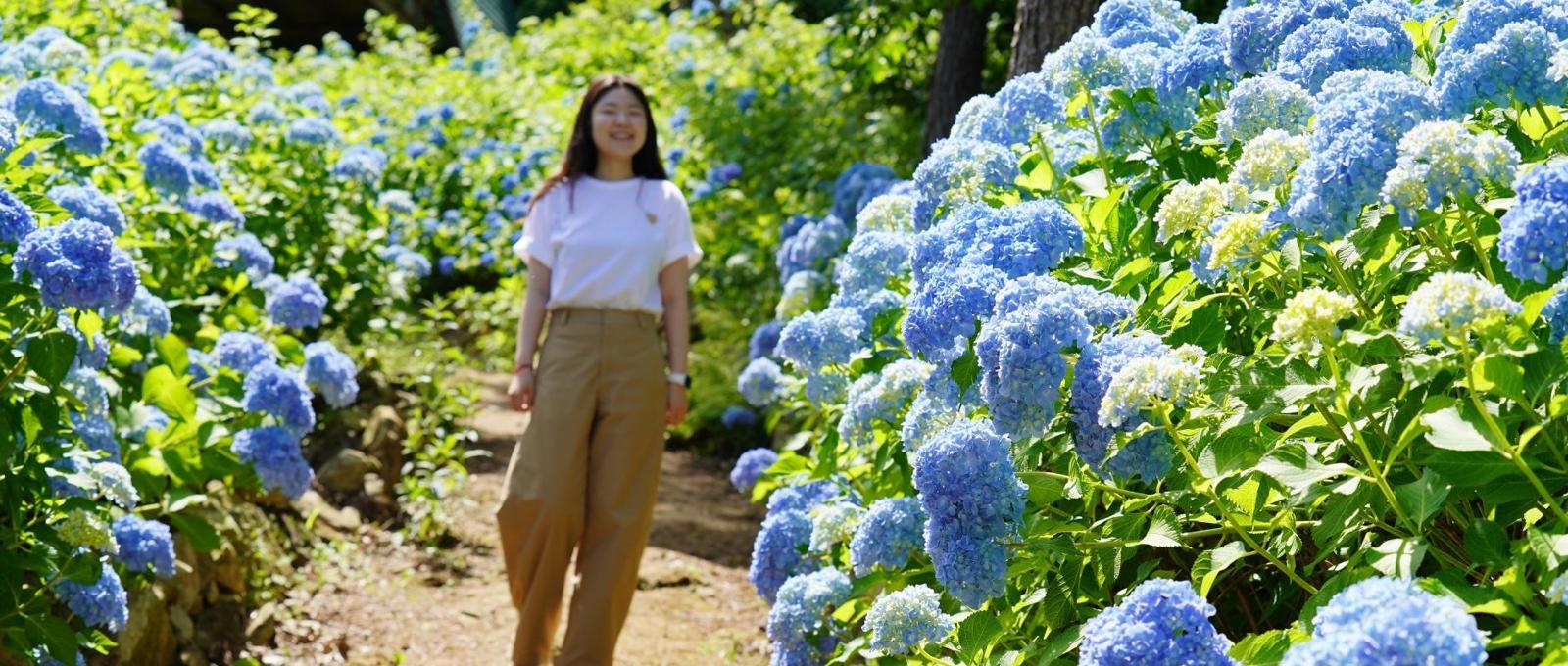 전남 해남군 현산면 봉동마을 ‘포레스트수목원’. 매년 초여름 파랑과 보라, 분홍빛 물결로 방문객을 맞는다. 해남군 제공