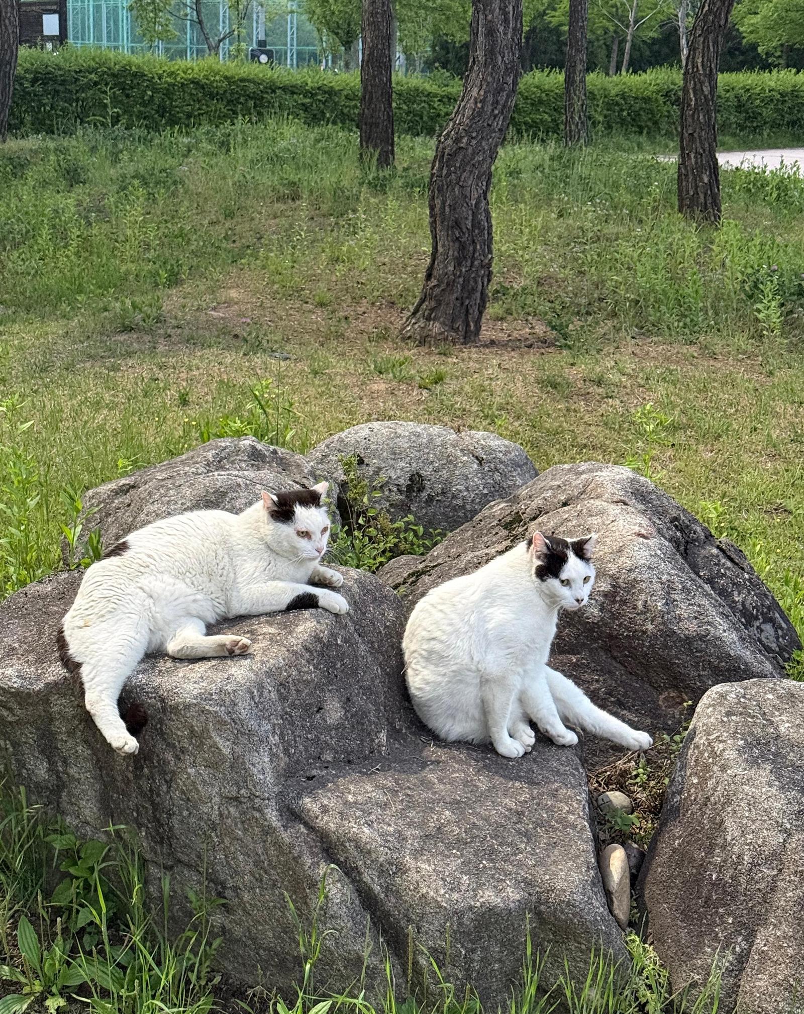 [고양이 눈]초여름 길목에서