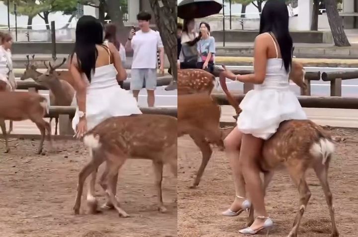 日사슴에 올라타려고 시도…“심각한 동물 학대”