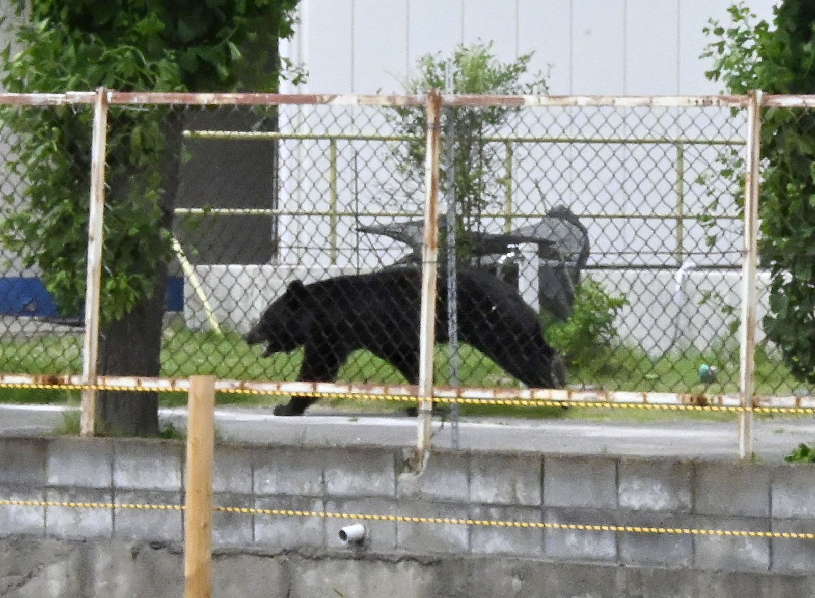 “직원 덮치고 주택가까지”…日 후쿠시마서 흑곰 습격으로 4명 부상