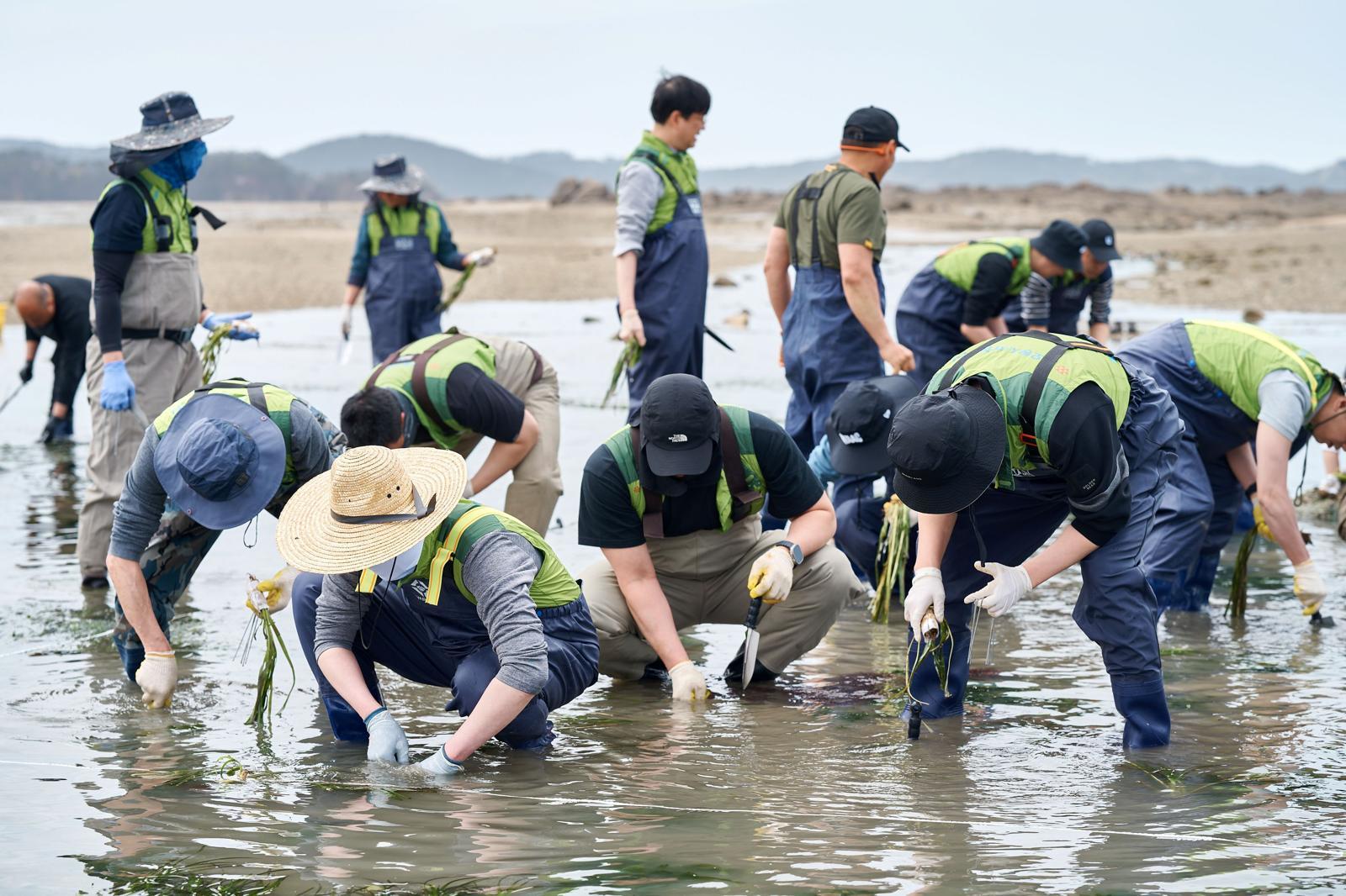 충남 서산시 가로림만에서 환경단체 등 관계자들이 해양 식물인 ‘잘피’ 숲을 만들기 위해 잘피 종자를 심고 있다. 환경재단 제공