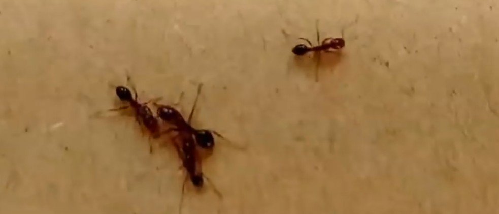 인천신항서 붉은불개미 220마리 발견…“물리면 불에 타는 통증”