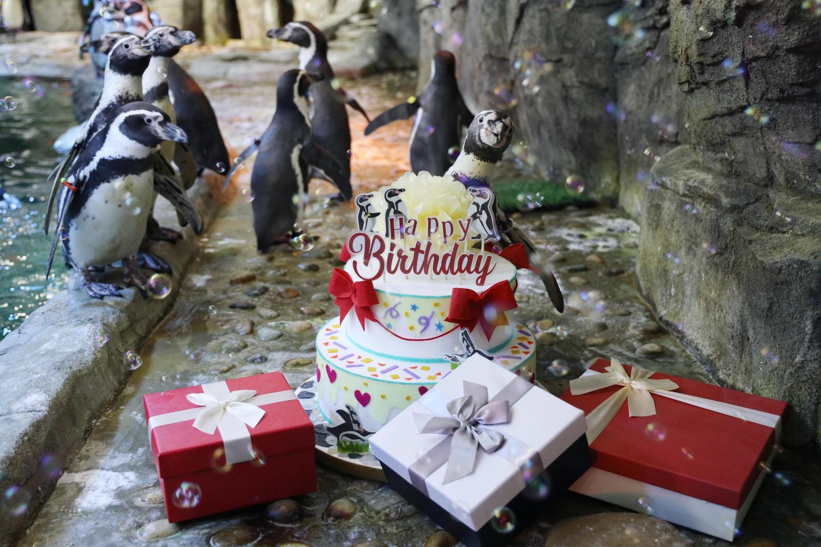 “국내 최고령 펭귄, 생일 축하해요”