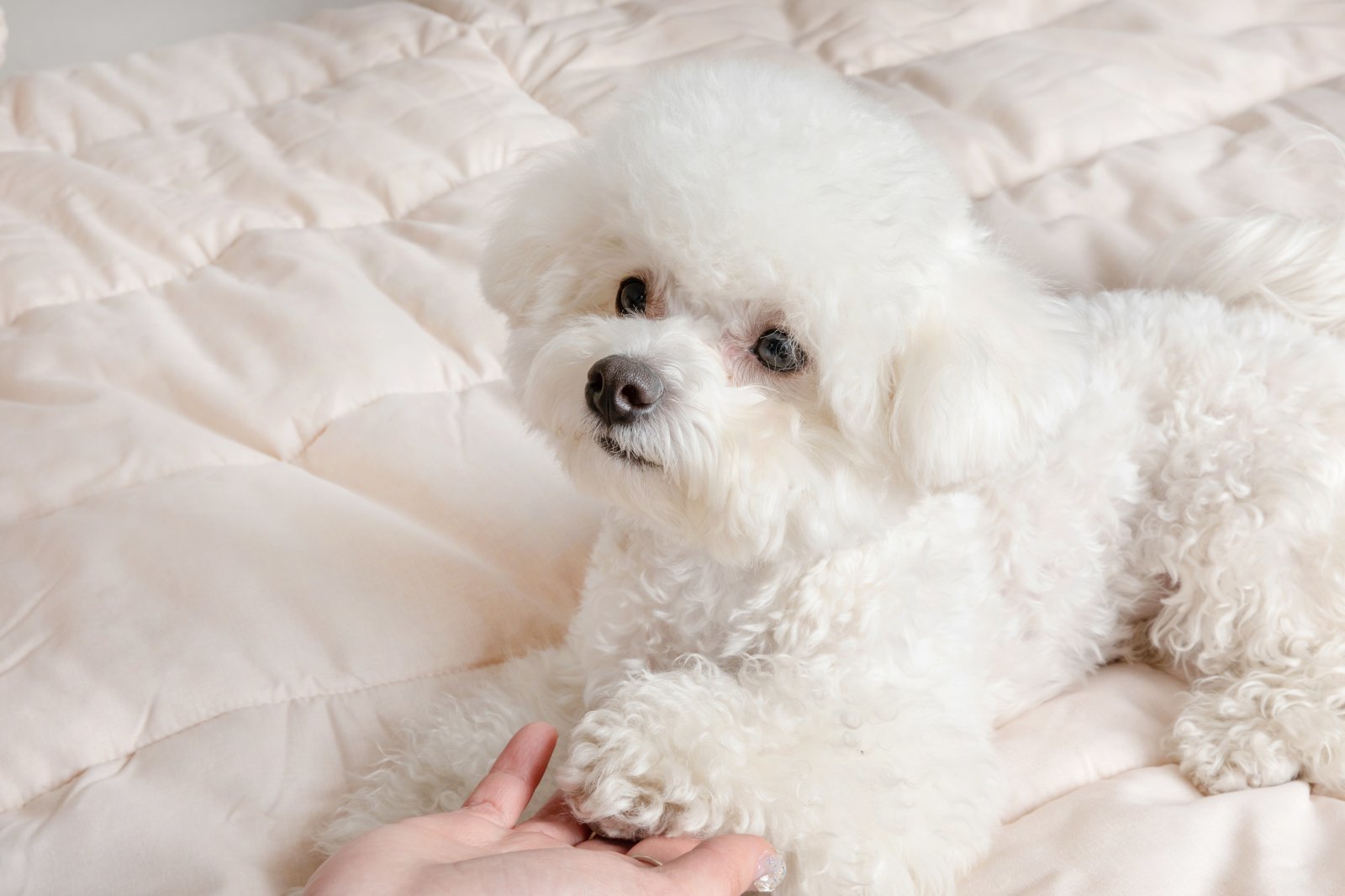 “우리 집 개는 왼발잡이?”…이탈리아 연구진이 개발한 ‘반려견 앞발 선호도 측정법’