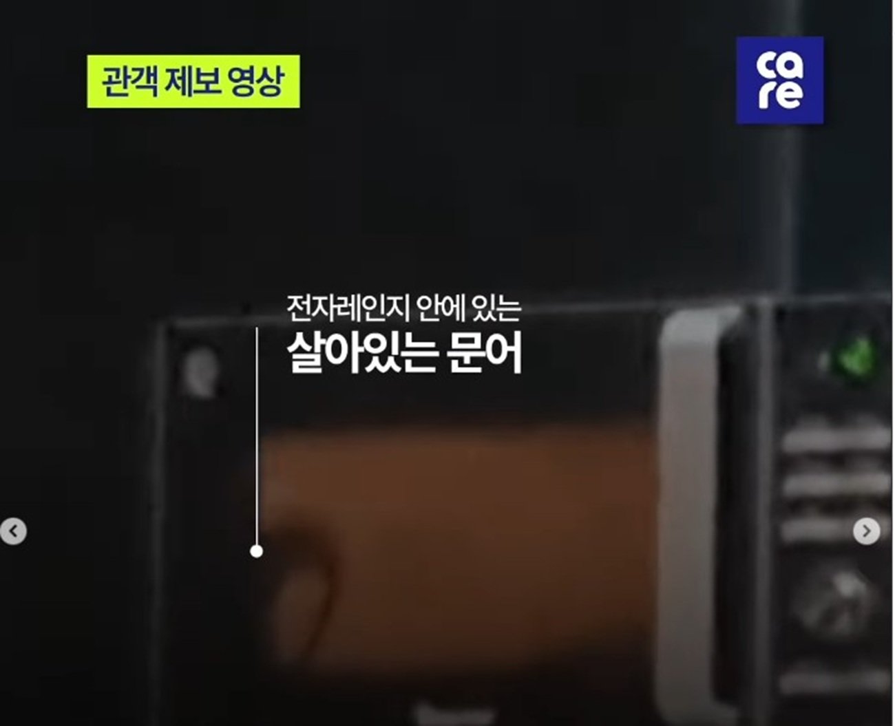 “살아있는 문어 밟고 전자레인지에”…국제무용제 ‘동물학대’ 논란