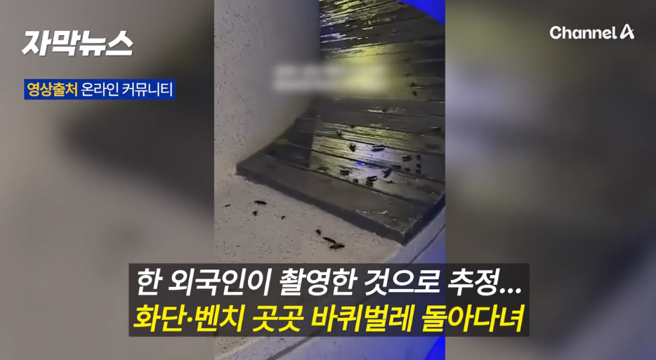 “서울 한복판에 바퀴벌레 떼가”… 서울로7017 영상에 시민들 충격