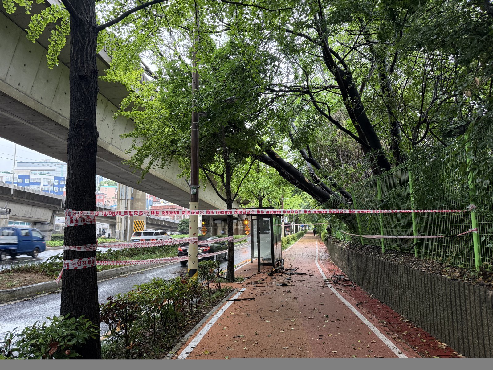 부산 진구 부암동 206-3 부근에서 강풍으로 나무가 쓰러졌다. 부산소방재난본부 제공