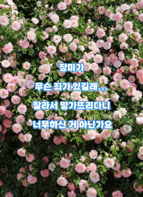 경기 수원시 행궁동의 주택에서 장미 담장을 가꾸며 ‘파란대문장미’라는 인스타그램 계정을 운영하는 장미 주인이 24일 장미 절도 사실을 알렸다. 인스타그램 캡처