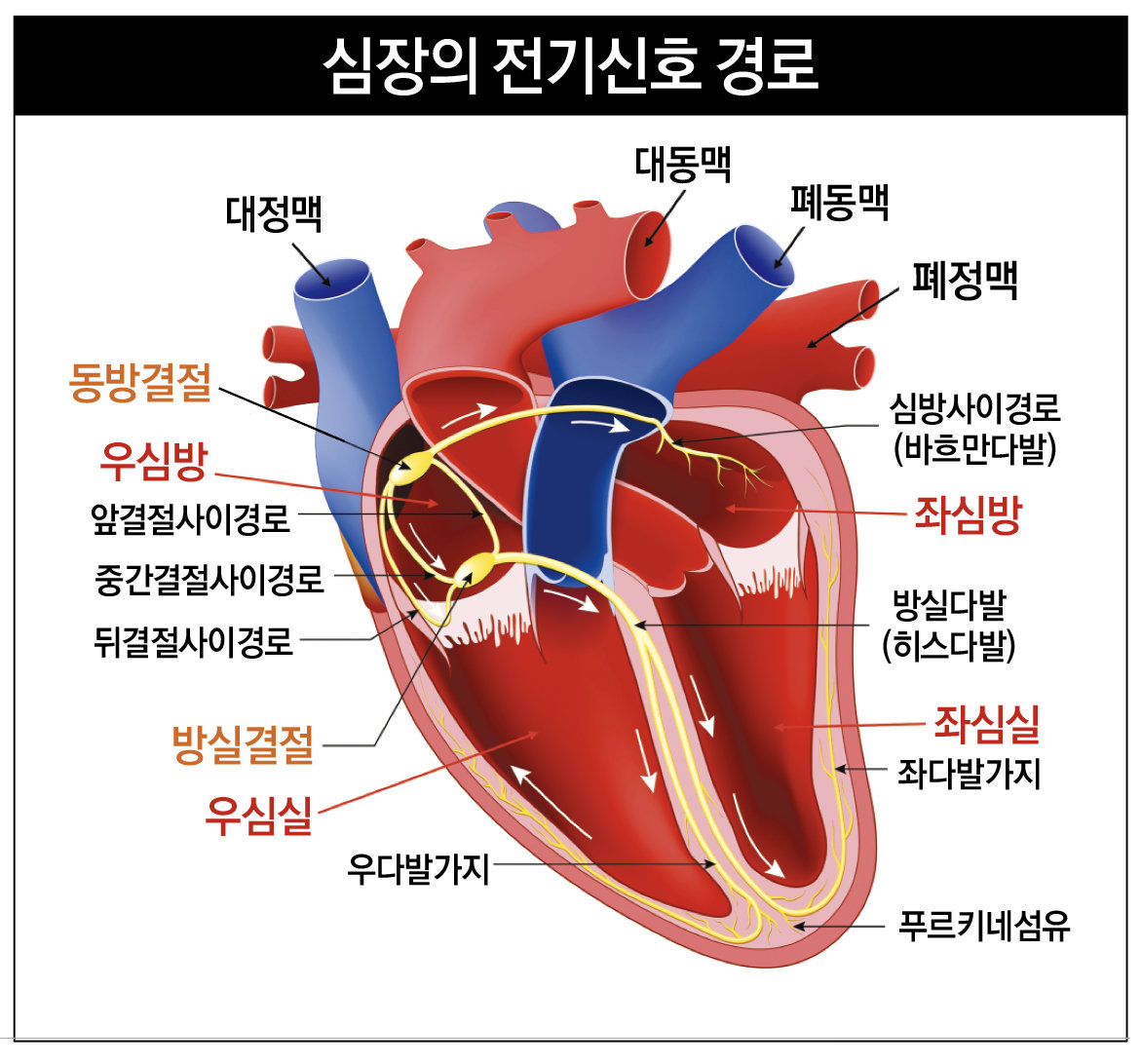 고려대학교의료원 제공